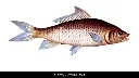 mrigal3.webp