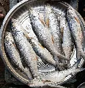 salmon.webp