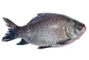 catla2.webp