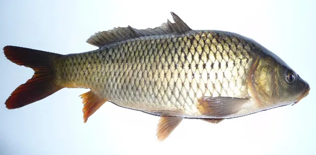 Common carp